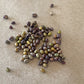 Caragana Seeds (Caragana arborescens, Siberian Peashrub) - 75+ Seeds
