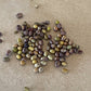 Caragana Seeds (Caragana arborescens, Siberian Peashrub) - 75+ Seeds