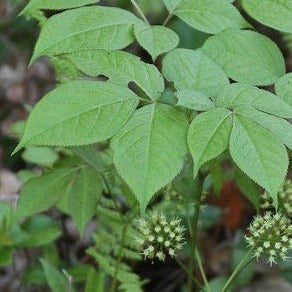 Semillas de Zarzaparrilla Silvestre (Aralia nudicaulis) - Semillas de Plantas Perennes Nativas Silvestres - Zona de Hardiness 3 - Más de 50 Semillas