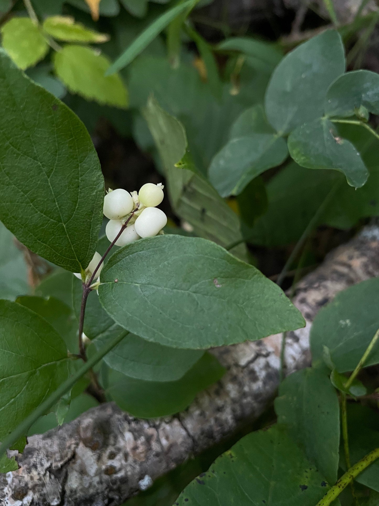 Semillas de Snowberry (Symphoricarpos albus) - Arbusto perenne nativo silvestre - Más de 40 semillas