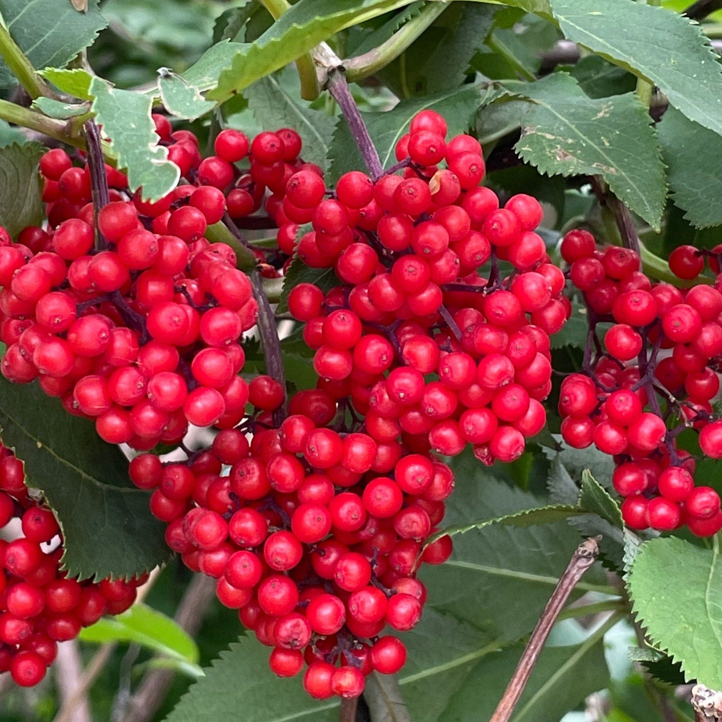 Semillas de saúco rojo (Sambucus racemosa) - Más de 100 semillas