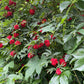 Red Elderberry Seeds (Sambucus racemosa) - 100+ Seeds