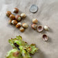 Wild American Hazelnut Seeds (Corylus americana) - 8 Seeds