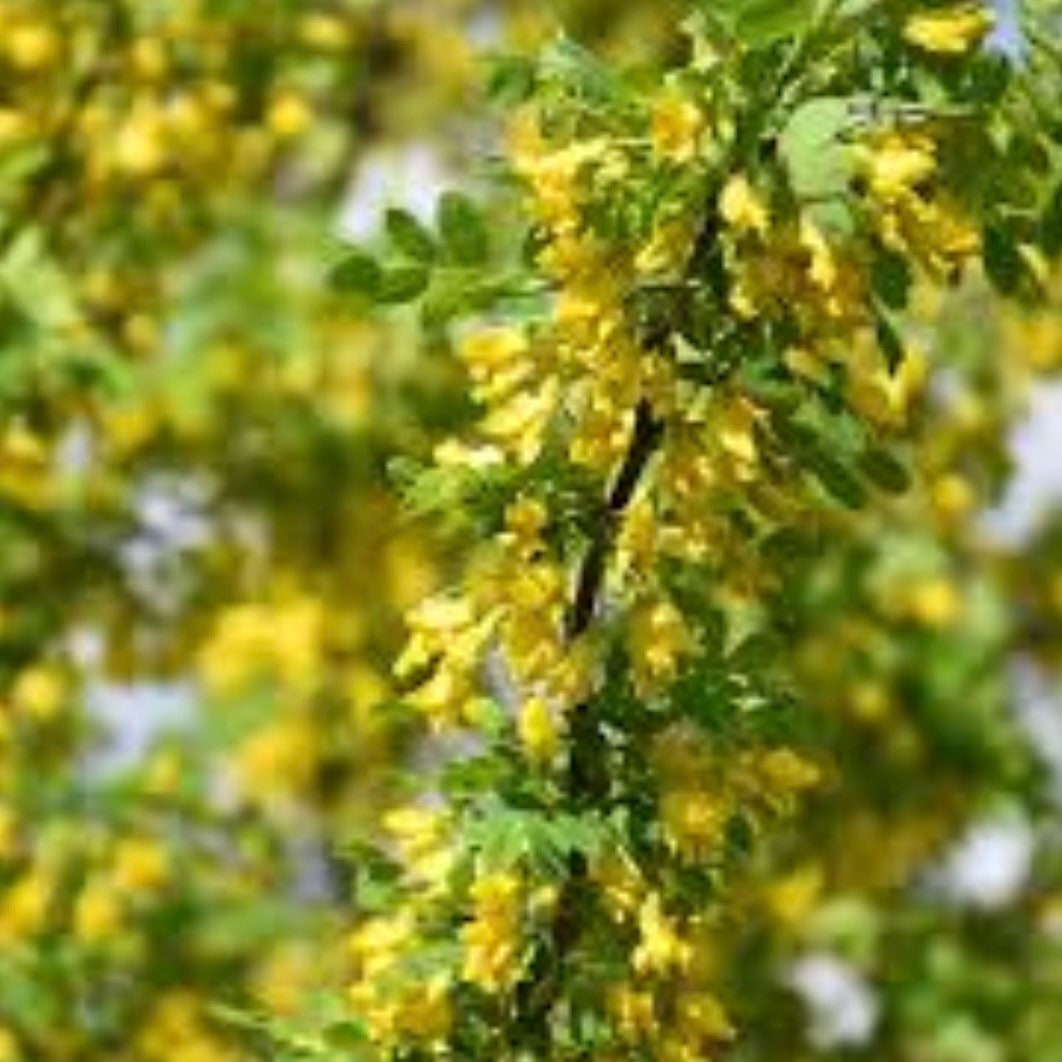 Semillas de Caragana (Caragana arborescens, Peashrub siberiano) - Más de 75 semillas