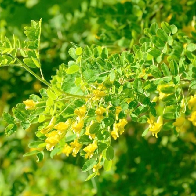 Semillas de Caragana (Caragana arborescens, Peashrub siberiano) - Más de 75 semillas