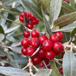 Silver Buffaloberry (Shepherdia argentea) - Red Fruit Variety - 50+ Seeds