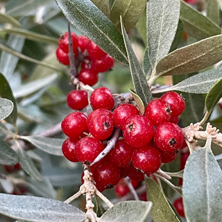 Silver Buffaloberry (Shepherdia argentea) - Red Fruit Variety - 50+ Seeds