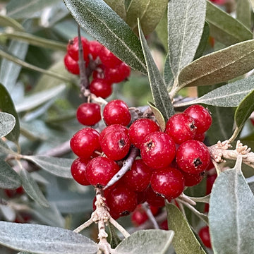 Red Fruited Silver Buffaloberry Seeds