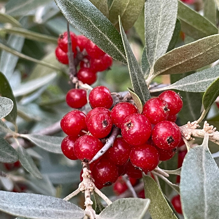 Silver Buffaloberry (Shepherdia argentea) - Red Fruit Variety - 50+ Seeds