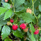 Wild Raspberry (Rubus idaeus)