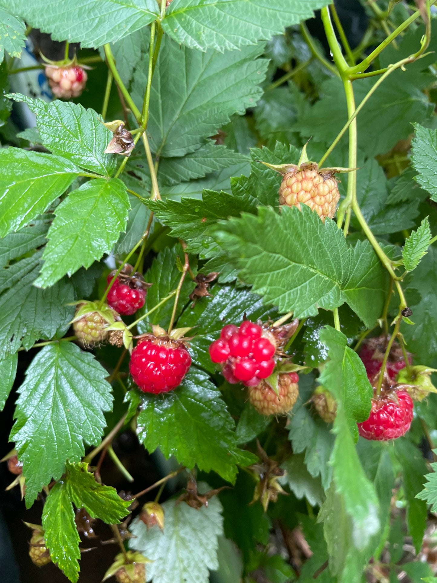 Semillas de frambuesa silvestre (Rubus idaeus) - Perenne nativa - Zona 3 - Más de 150 semillas