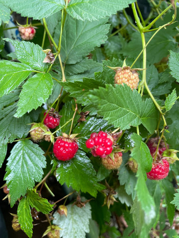 Framboisier sauvage · 3
