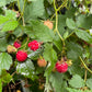 Wild Raspberry (Rubus idaeus)