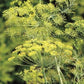 Dill Seeds (Anethum graveolens) - Herb - 200+ Seeds