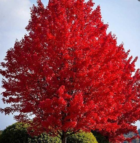 Red Maple Seeds (Acer rubrum) - 75+ Seeds