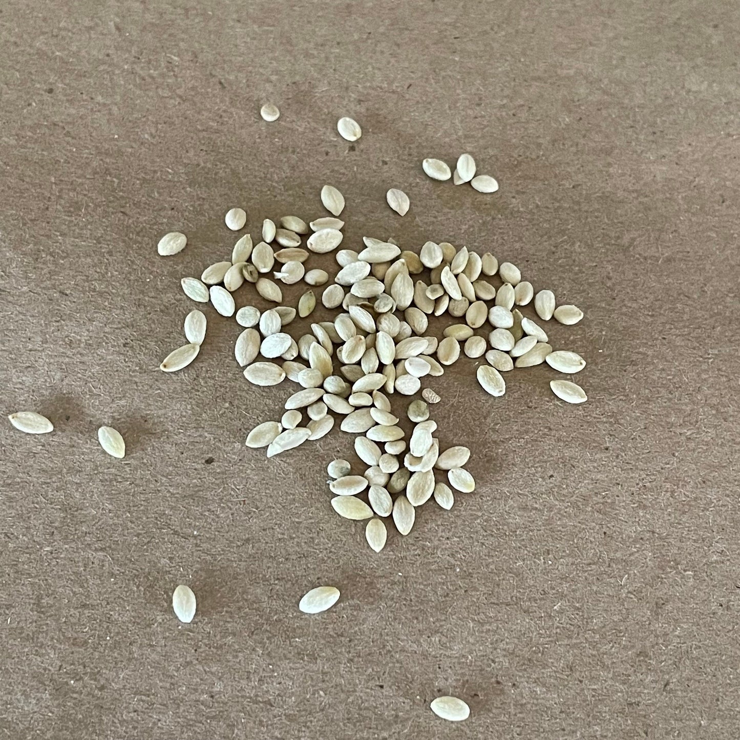 Graines de symphorine (Symphoricarpos albus) – Arbuste vivace indigène sauvage – 40+ graines
