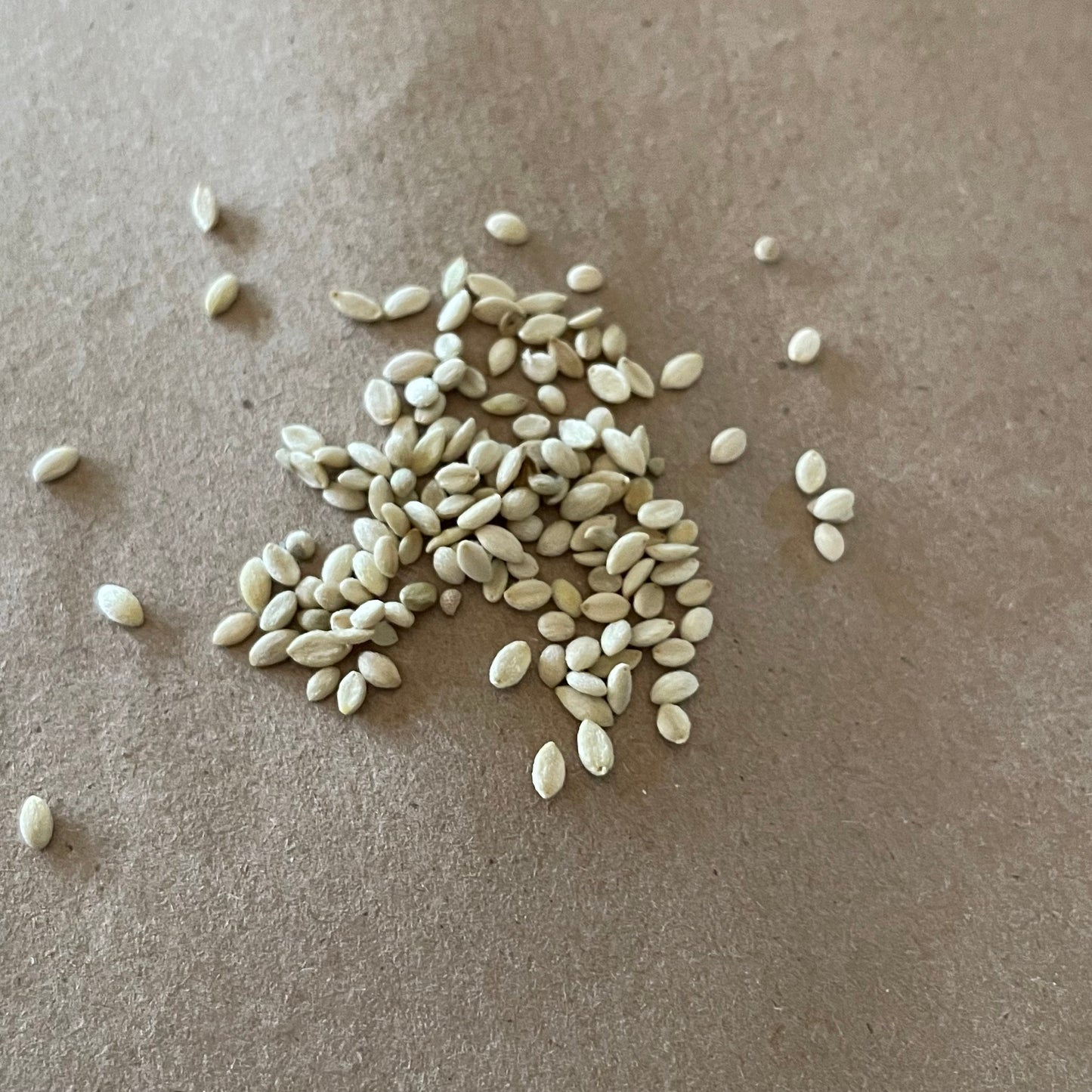 Semillas de Snowberry (Symphoricarpos albus) - Arbusto perenne nativo silvestre - Más de 40 semillas