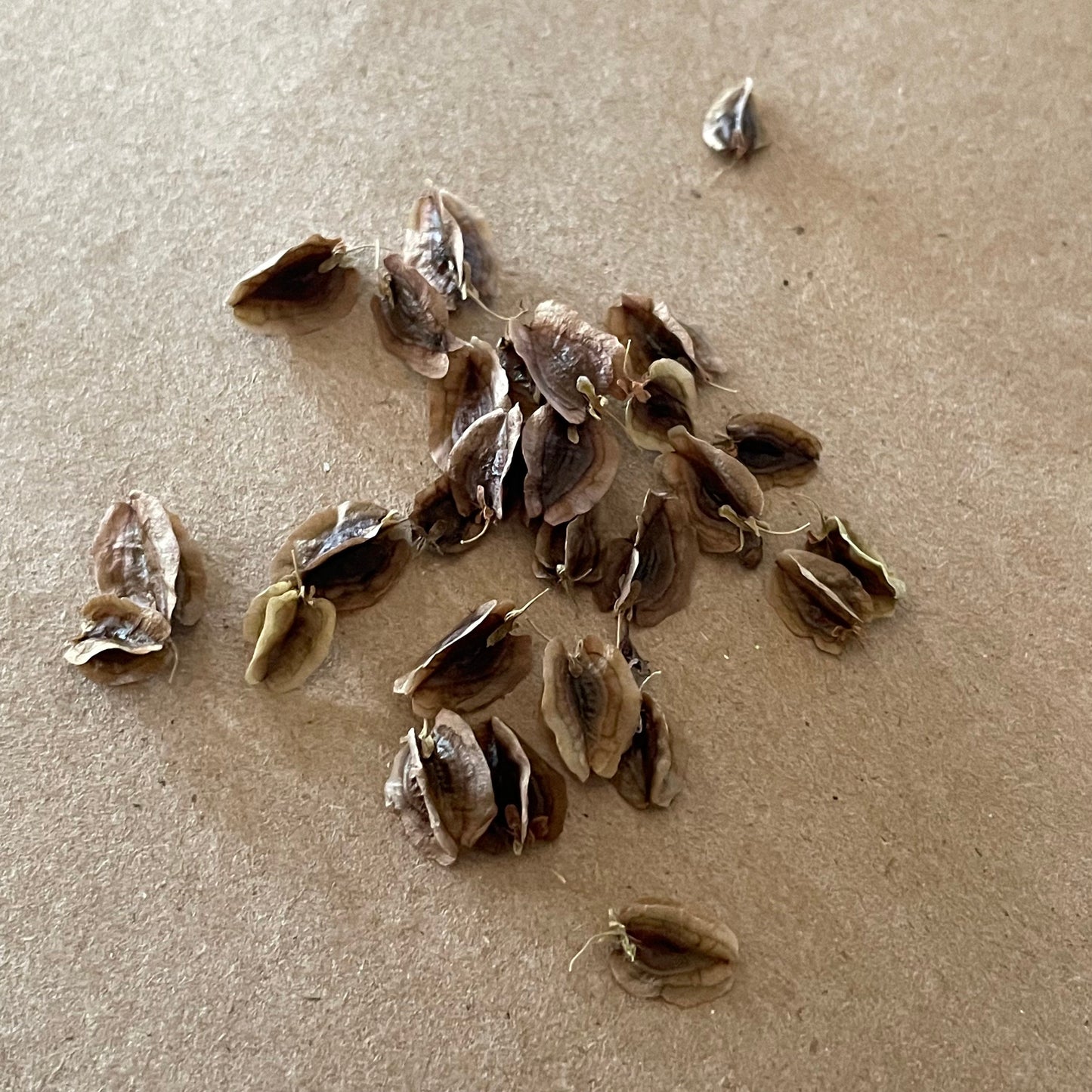 Semillas de ruibarbo de jardín (Rheum rhabarbarum) - Perenne - Zona 3 - Más de 20 semillas