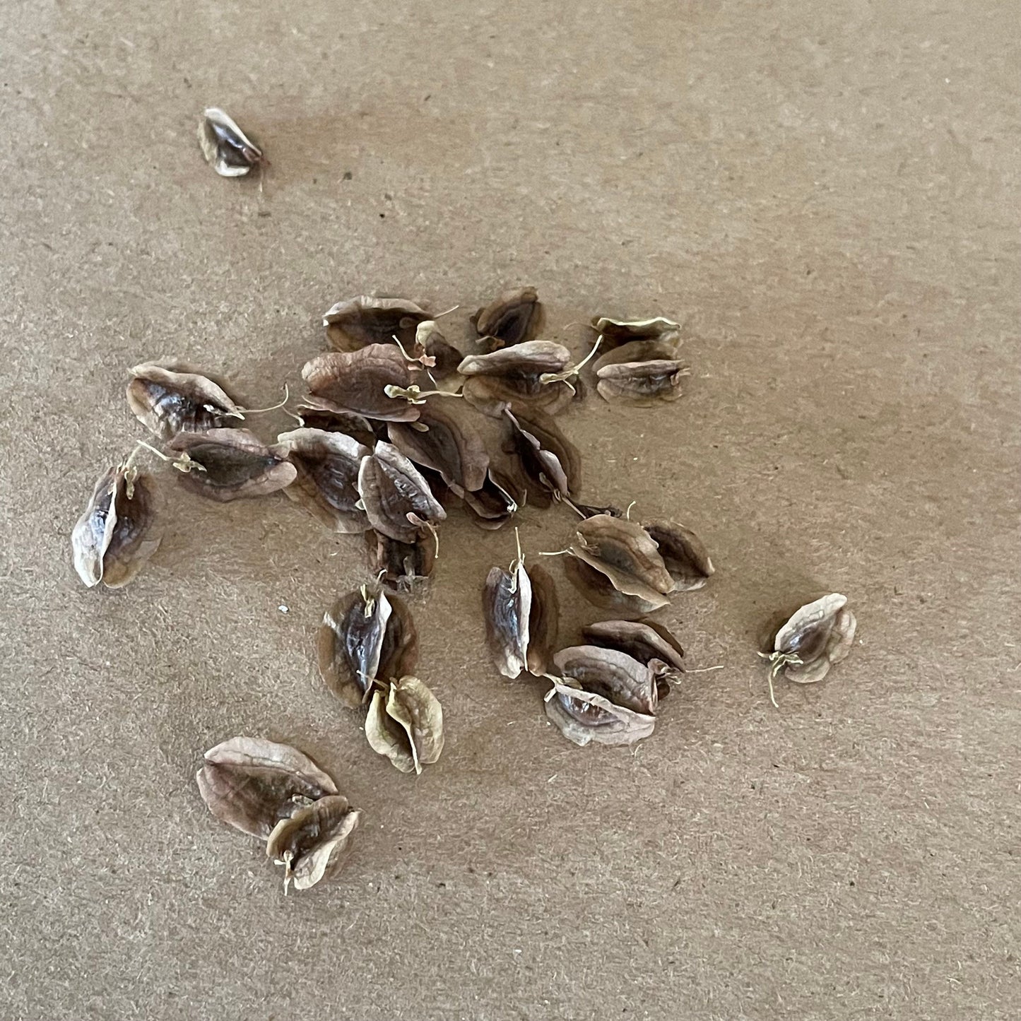 Semillas de ruibarbo de jardín (Rheum rhabarbarum) - Perenne - Zona 3 - Más de 20 semillas