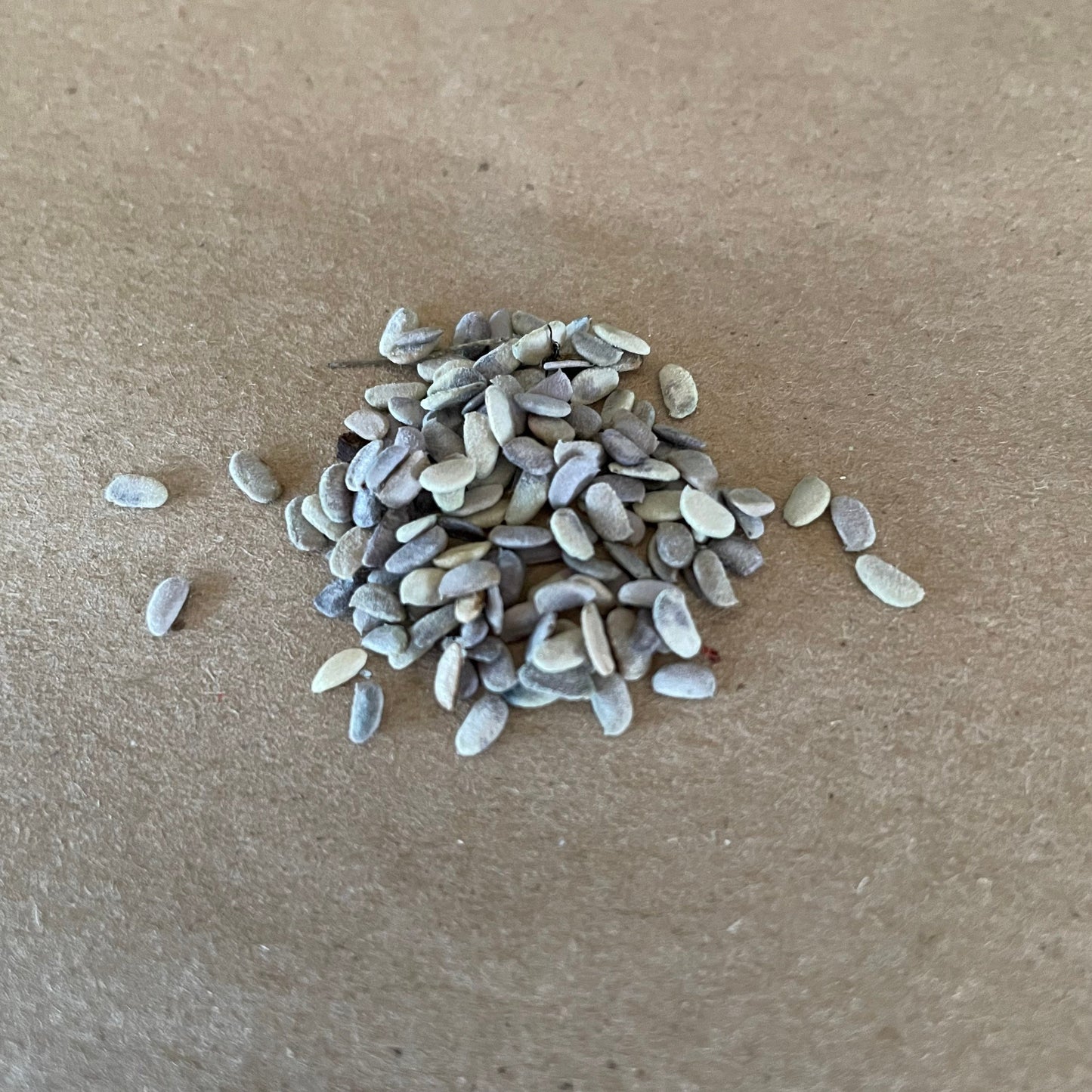 Graines de salsepareille sauvage (Aralia nudicaulis) - Graines de plantes vivaces indigènes sauvages - Zone de rusticité 3 - 50+ graines