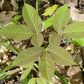 Graines de salsepareille sauvage (Aralia nudicaulis) - Graines de plantes vivaces indigènes sauvages - Zone de rusticité 3 - 50+ graines