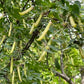 Caragana Seeds (Caragana arborescens, Siberian Peashrub) - 75+ Seeds