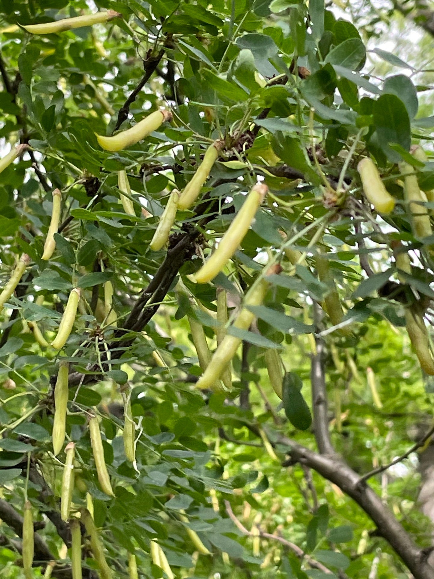 Graines de Caragana (Caragana arborescens, Peashrub de Sibérie) - 75+ Graines