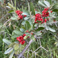 Silver Buffaloberry (Shepherdia argentea) - Red Fruit Variety - 50+ Seeds