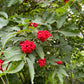 Red Elderberry Seeds (Sambucus racemosa) - 100+ Seeds