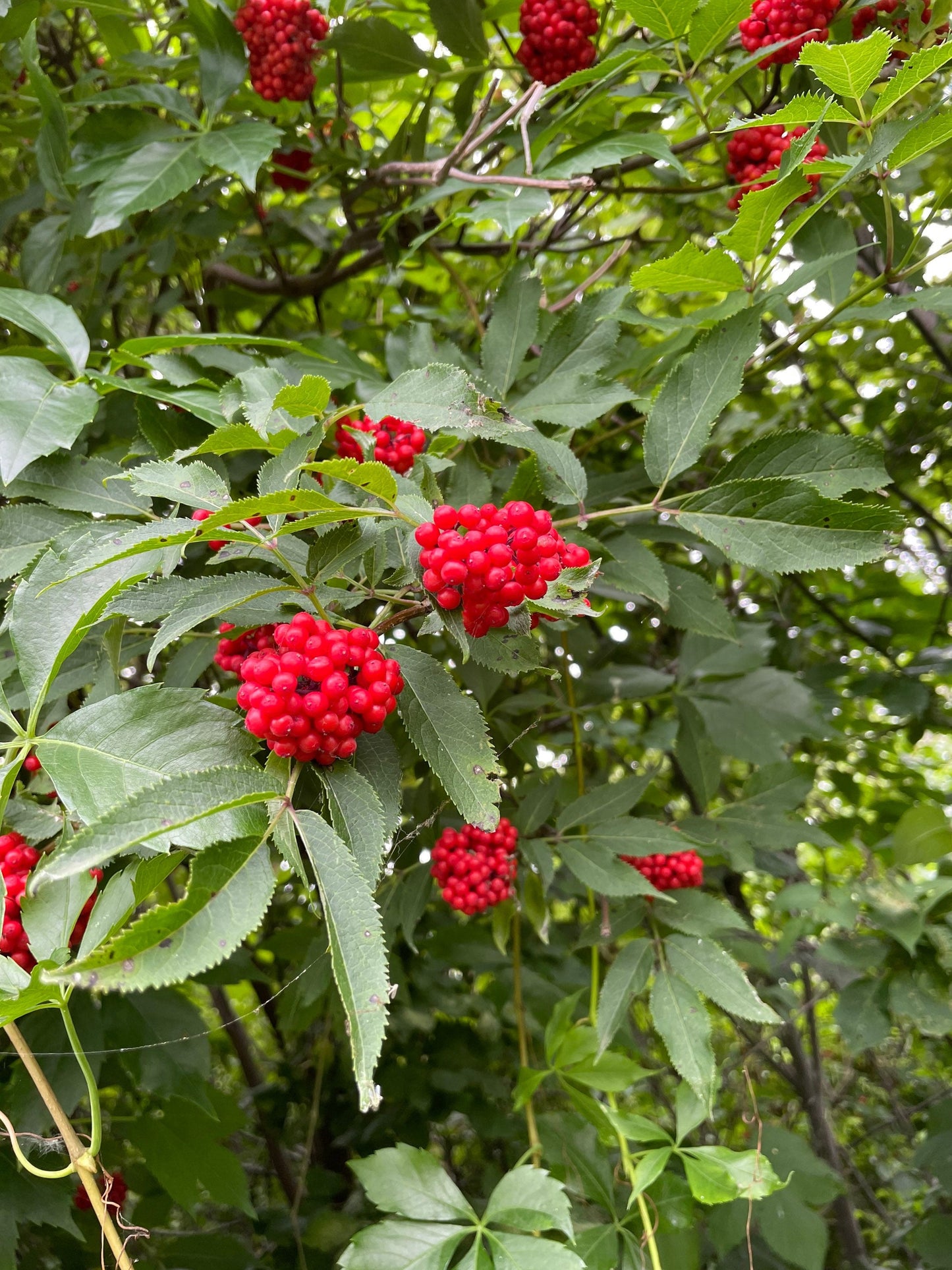 Semillas de saúco rojo (Sambucus racemosa) - Más de 100 semillas