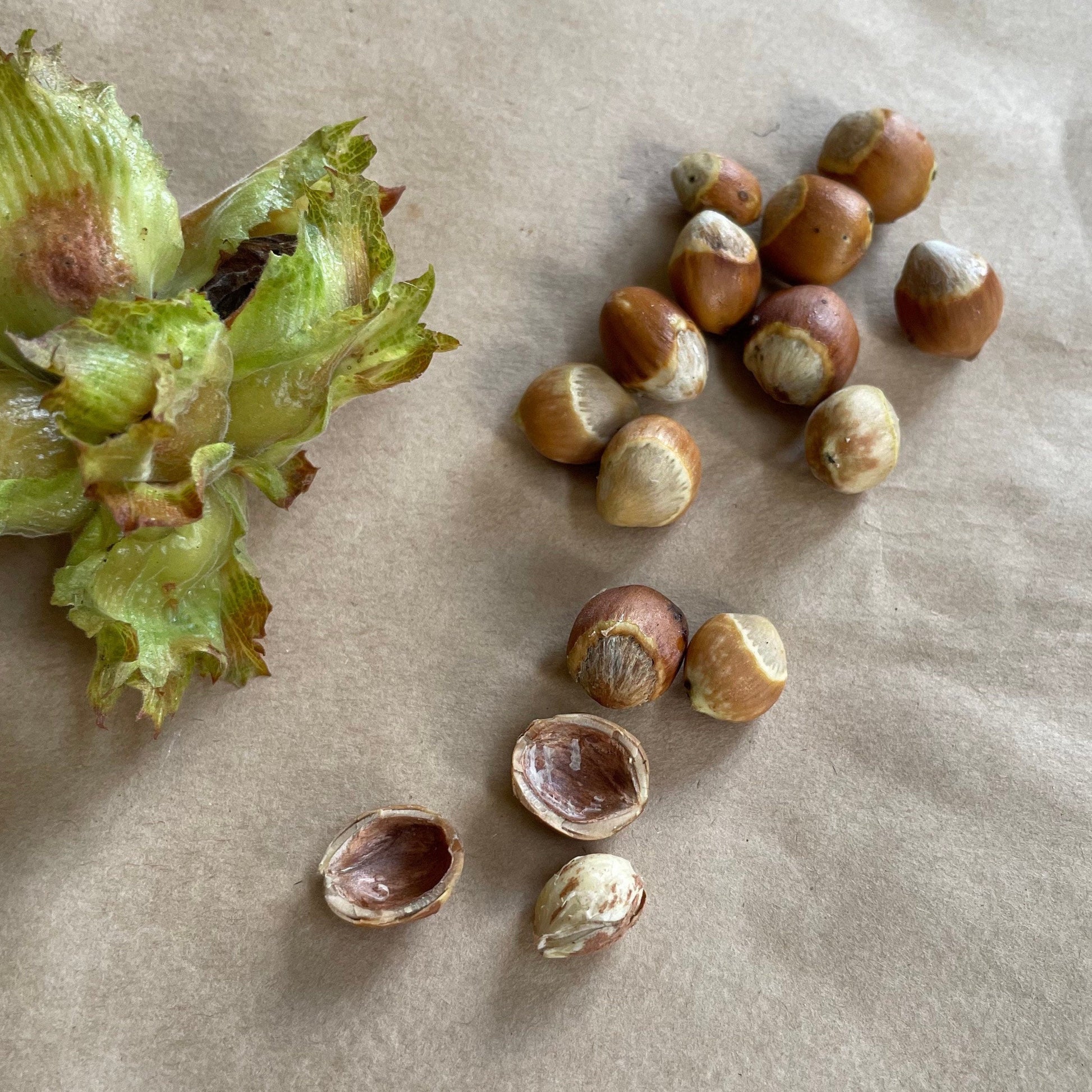 hazelnut seeds for planting Wild American Hazelnut Seeds (Corylus americana)