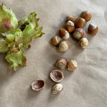 Wild American Hazelnut Seeds