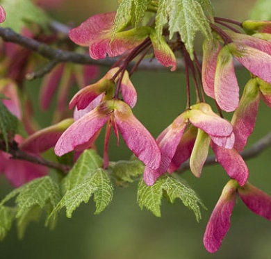 Amur Maple Seeds (Acer ginnala) - Tree Seeds - Hardiness Zone 2-3 - 50+ Seeds