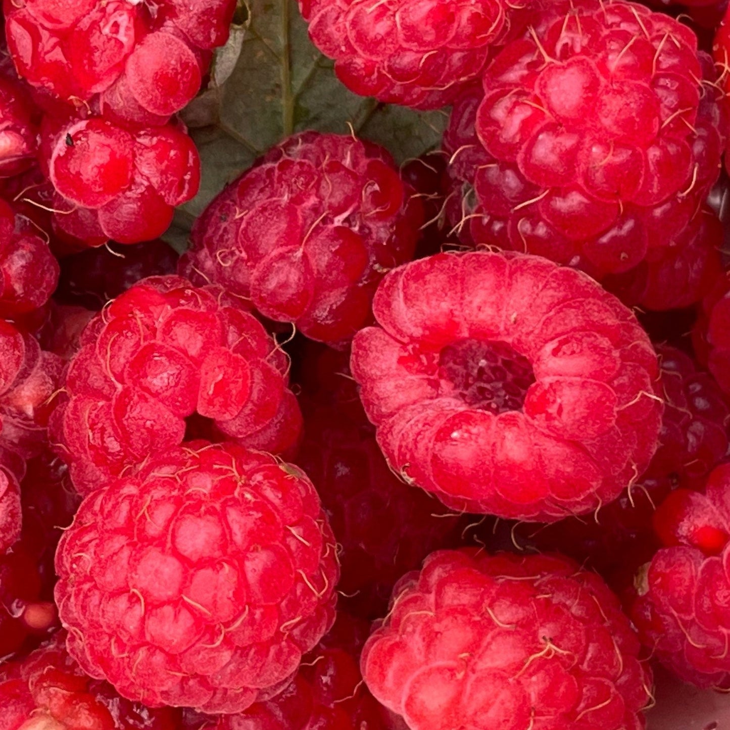 Semillas de frambuesa silvestre (Rubus idaeus) - Perenne nativa - Zona 3 - Más de 150 semillas