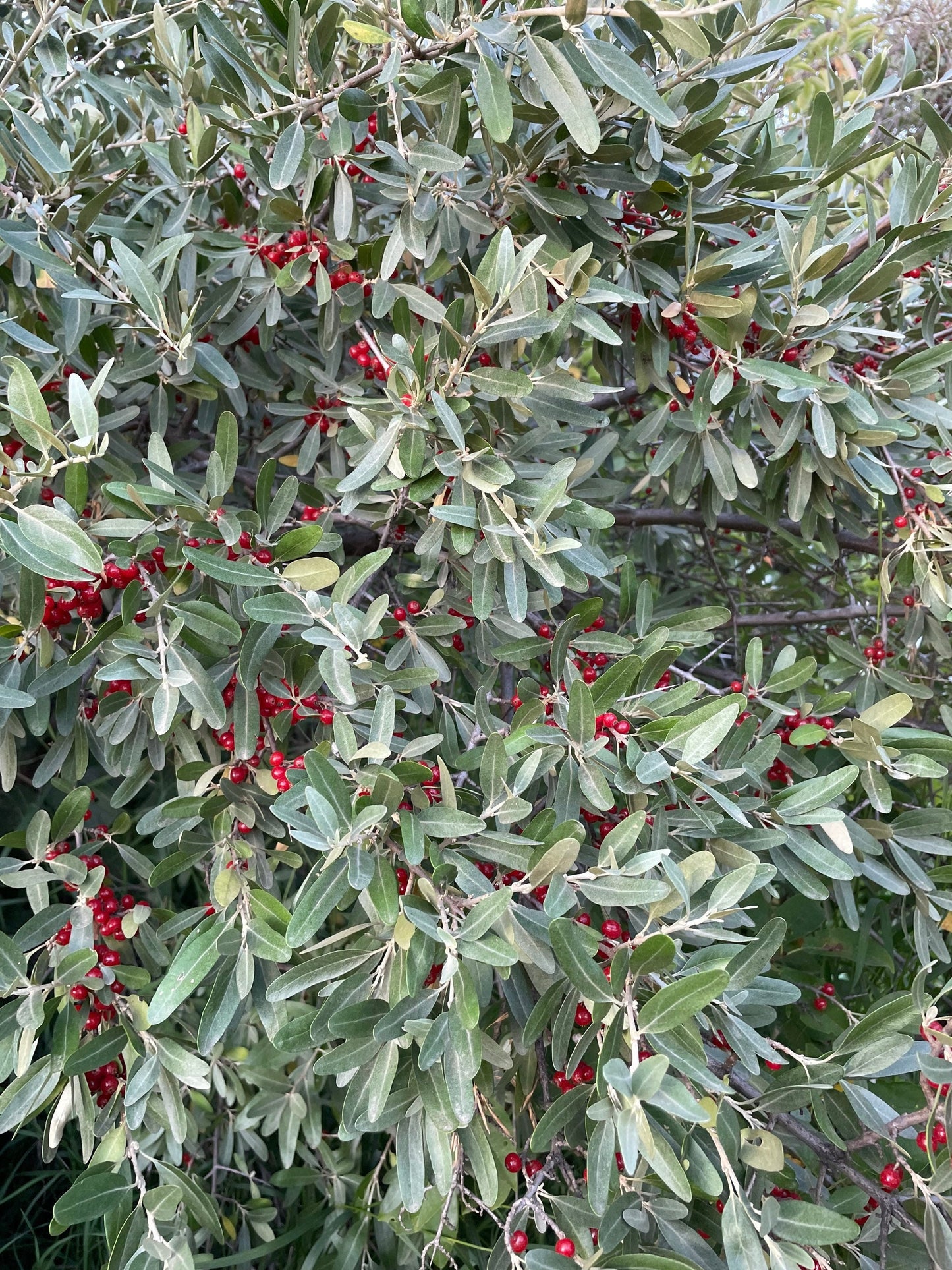 Silver Buffaloberry (Shepherdia argentea) - Variedad de frutos rojos - Más de 100 semillas