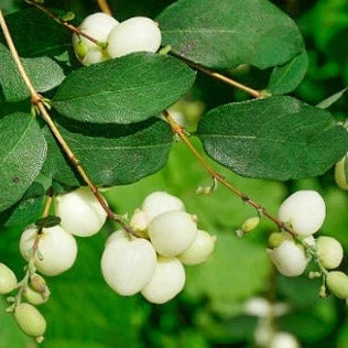 Graines de symphorine (Symphoricarpos albus) – Arbuste vivace indigène sauvage – 40+ graines