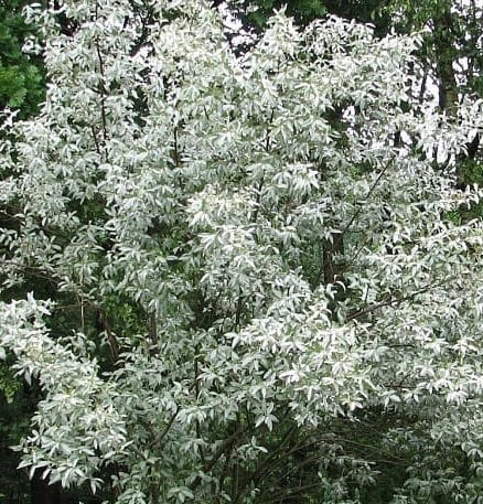 Semillas de sauce lobo (Elaeagnus commutata, Silverberry) - Más de 35 semillas