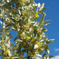 Wolf Willow Seeds (Elaeagnus commutata, Silverberry) - 20+ Seeds