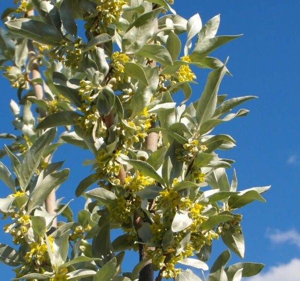 Wolf Willow Seeds (Elaeagnus commutata, Silverberry) - 35+ Seeds