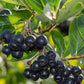 Black Chokeberry Seeds (Aronia melanocarpa) - 50+ Seeds