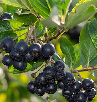 Semillas de Chokeberry Negra (Aronia melanocarpa) - Más de 50 semillas