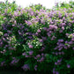 Semillas de lila morada (Syringa vulgaris): más de 50 semillas