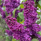 Semillas de lila morada (Syringa vulgaris): más de 50 semillas