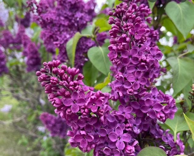 Graines de lilas violet (Syringa vulgaris) - 75+ graines