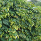 Semillas de lúpulo - Fuggle - Zona 3 - (Humulus lupulus) - 50+ semillas