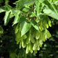 Boîte de graines de sureau (Acer negundo) - 100+ graines
