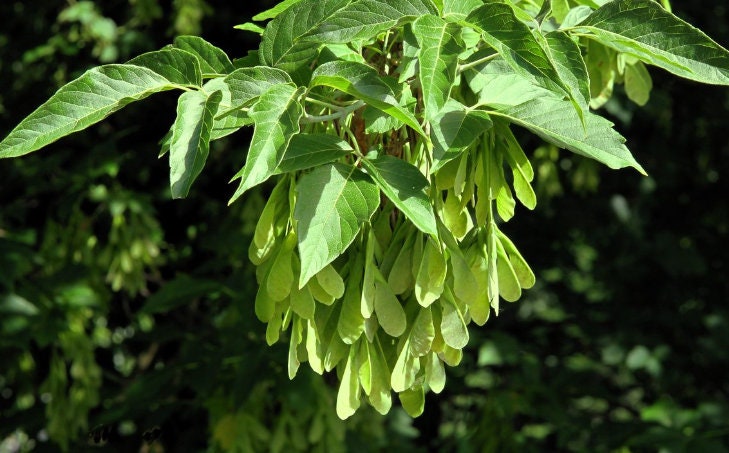 Semillas de saúco (Acer negundo) - Más de 100 semillas