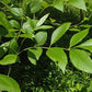 Graines de frêne vert (Fraxinus pennsylvanica) - 100+ graines