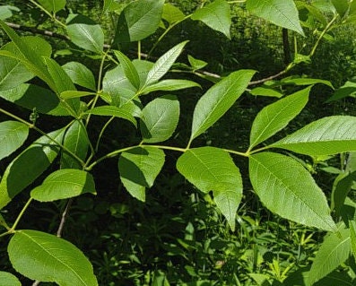 Green Ash Seeds (Fraxinus pennsylvanica) - 100+ Seeds