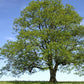 Graines de frêne vert (Fraxinus pennsylvanica) - 100+ graines